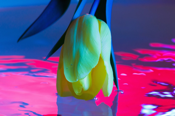 Macro of a tulip with water droplets - Fotó, kép