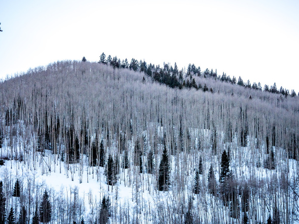 Aspens and Evergreens on HIllside in Winter - Photo, Image