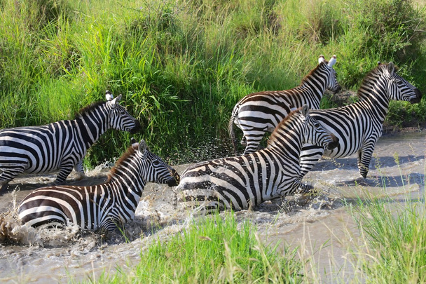 zèbres traversant une rivière au parc national Masai Mara
 - Photo, image