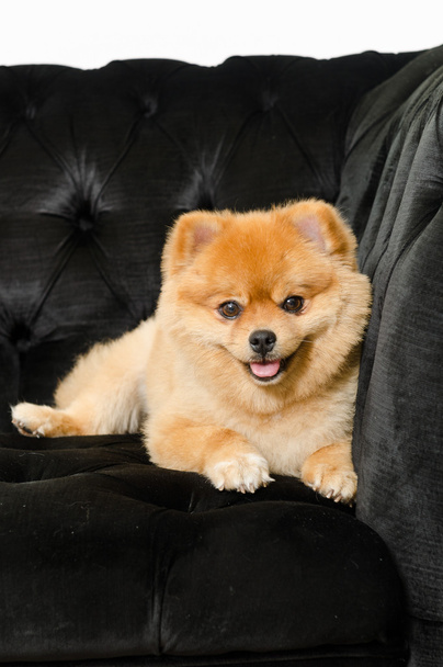 Pomeranian dog looking into the camera and showing its tongue. - Foto, afbeelding