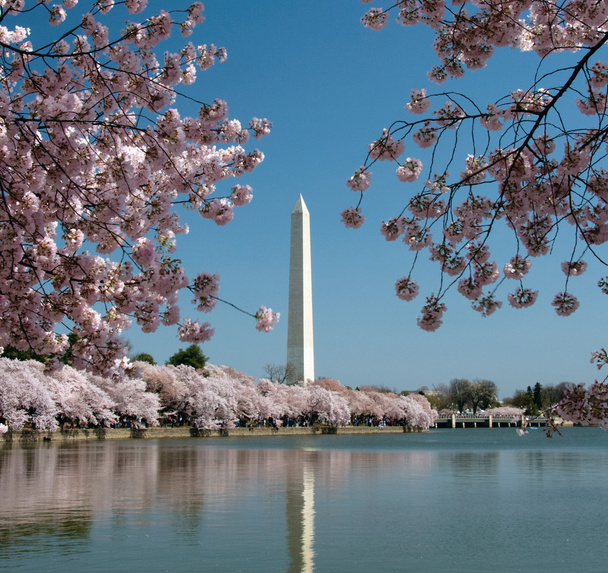 Monumento de Washington refletido no lago
 - Foto, Imagem