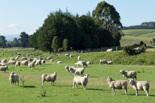 pastwisko z zwierząt w Nowej Zelandii - Zdjęcie, obraz