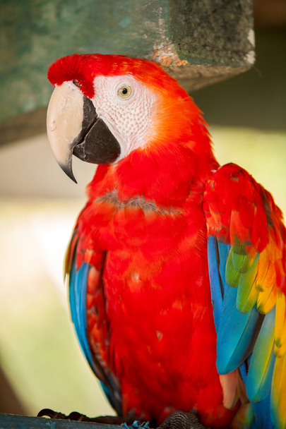 Scarlet Ara w Amazon - Zdjęcie, obraz