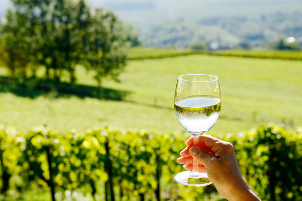 copa de vino blanco expuesto hacia el sol, viñedo en backgro
 - Foto, Imagen