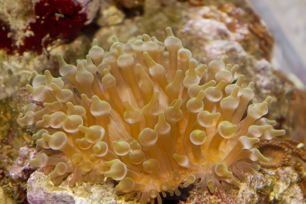 Actiniaria (Sea anemone) - Photo, Image
