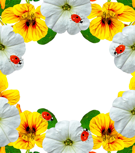 nasturtium flowers isolated on white background - Φωτογραφία, εικόνα