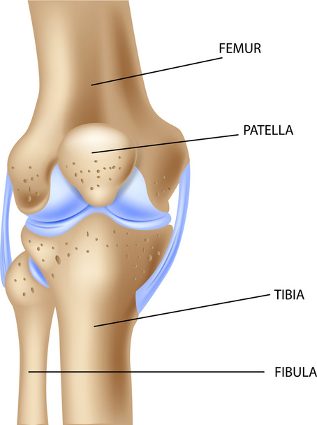 Illustration de l'anatomie de l'articulation du genou humain - Vecteur, image