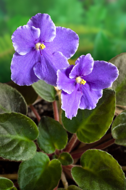 Flor violeta africana (Saintpaulia)
 - Foto, imagen