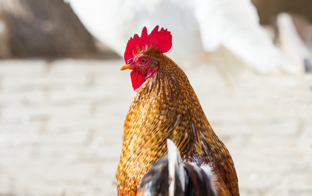 gallo en la granja - Foto, imagen