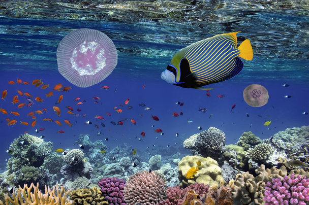 Tropical fish and Hard corals in the Red Sea, Egypt - Photo, Image