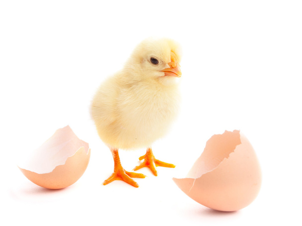 beautiful little chick and eggshell - Фото, зображення
