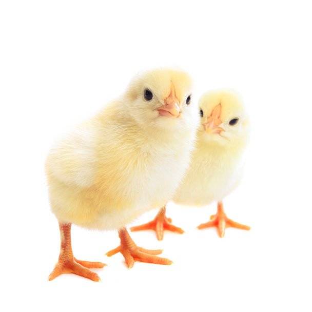 два молодых цыпленка
 - Фото, изображение