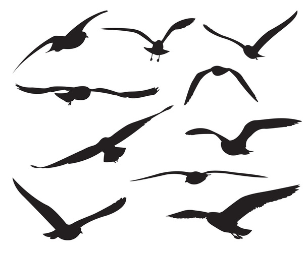 Conjunto de gaivotas Silhuetas no fundo branco
 - Vetor, Imagem