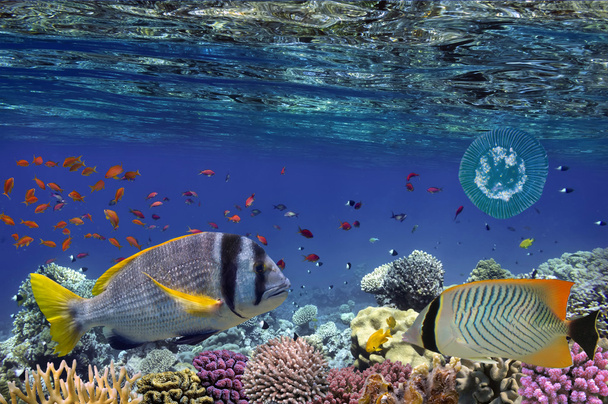 Peces tropicales y corales duros en el Mar Rojo
 - Foto, imagen