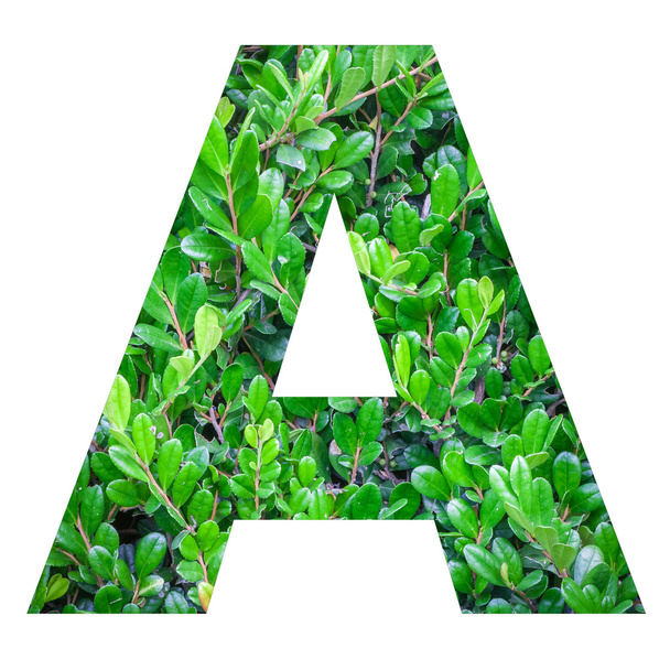 Engels alfabet letter met groene bladeren - Foto, afbeelding