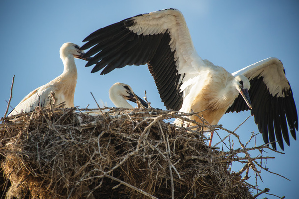 Cigogne avec des bébés oiseaux dans le nid
 - Photo, image