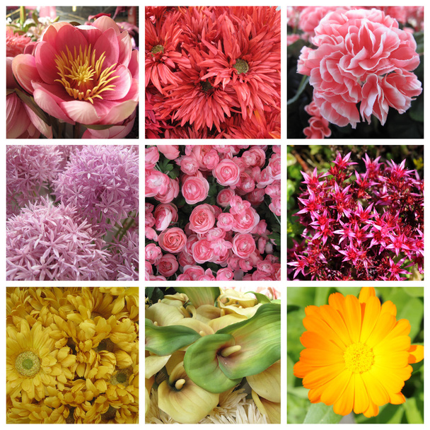 Εννέα εικόνες των λουλουδιών - Φωτογραφία, εικόνα