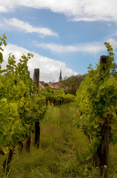 French vineyard - Foto, imagen