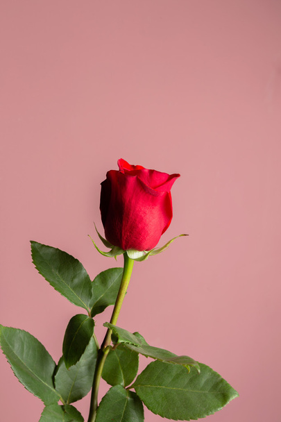 Uno scatto macro ravvicinato di una rosa rossa - Foto, immagini