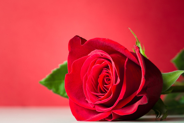 Natural red roses - Фото, зображення
