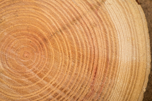 close up of wooden texture of cut tree trunk - Photo, Image