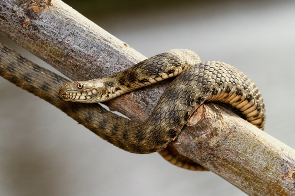 Не отруйний Dice змія
  - Фото, зображення
