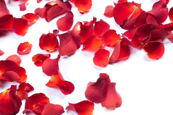rose petals against white background. - Foto, afbeelding