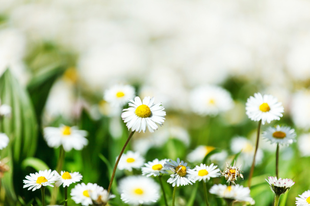 Prachtige daisy veld - Foto, afbeelding