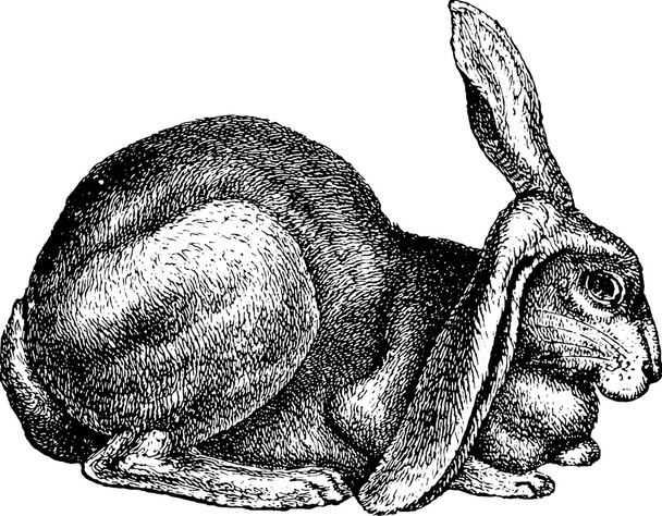 Вінтаж нанесення кролик
 - Фото, зображення