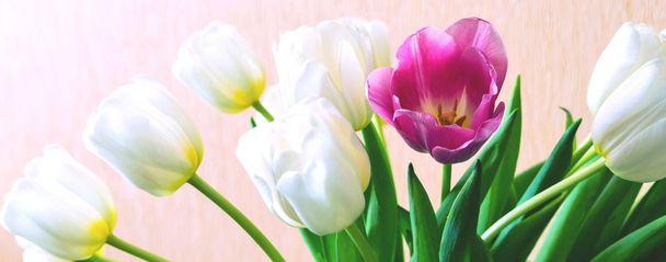 blossoming white tulips and one flower of red color  - Photo, Image