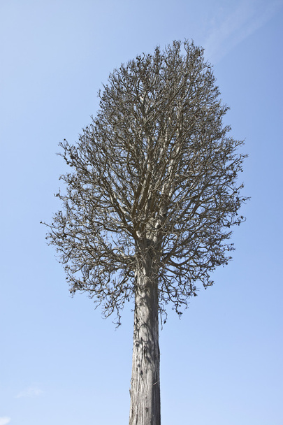 Dead cypress tree -  Victim of Environment - Photo, Image