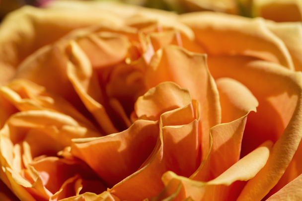 Flor rosa close-up
 - Foto, Imagem