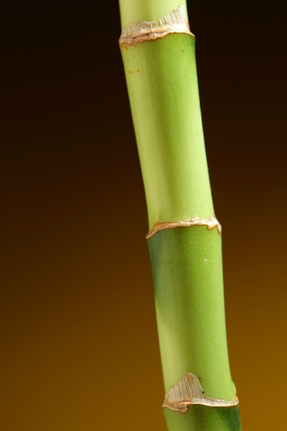 Bamboo stem on brown background - Foto, afbeelding