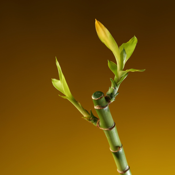 bamboe stam met gebladerte op bruine achtergrond - Foto, afbeelding