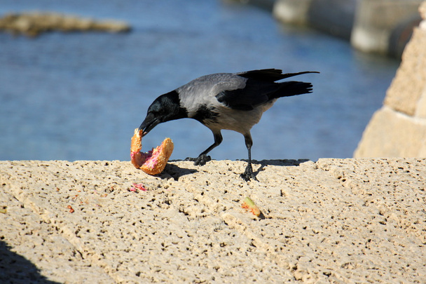 corvo e uma sanduíche
 - Foto, Imagem