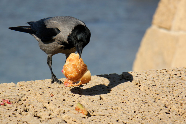 corvo e uma sanduíche
 - Foto, Imagem