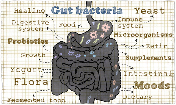 Иллюстрация о кишечных бактериях
 - Фото, изображение