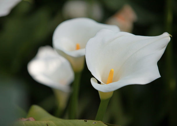 fehér Calla virágok - Fotó, kép