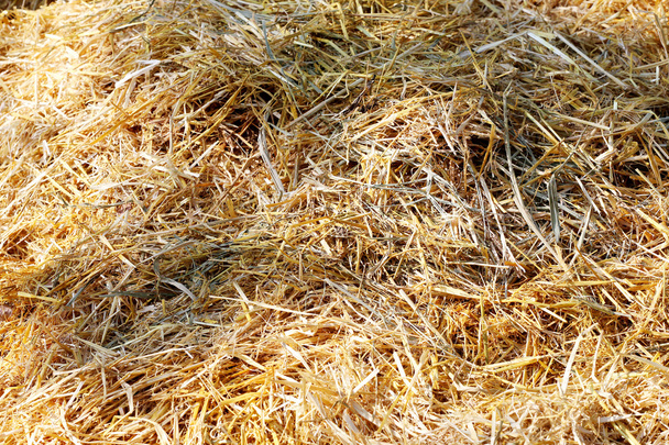 Крупним планом стовбур сіна на тваринницькій фермі
 - Фото, зображення