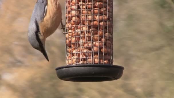 Une Sittelle se nourrissant de noix dans un jardin
 - Séquence, vidéo