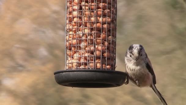 Una teta de cola larga alimentándose de algunas nueces en un jardín
 - Imágenes, Vídeo