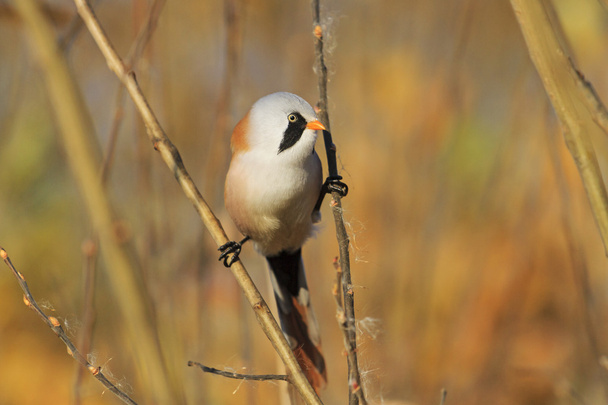 Bearded reedling on the splits, look right - Photo, Image