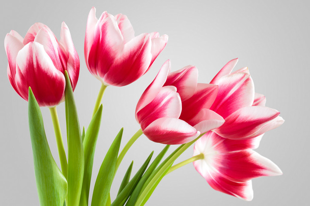 Bouquet of pink tulips. - Photo, Image