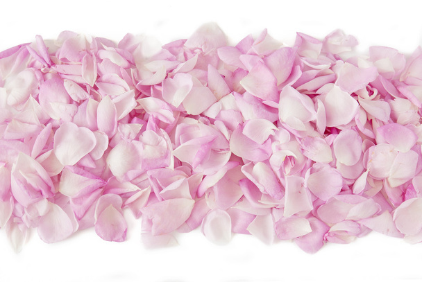 pétalos de rosa aislados sobre fondo blanco - Foto, imagen