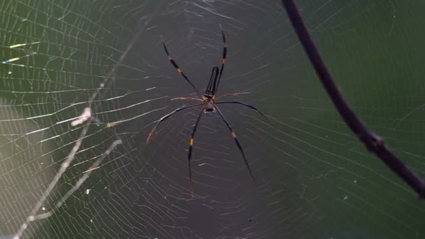 golden orb weaver spider on the web - Footage, Video