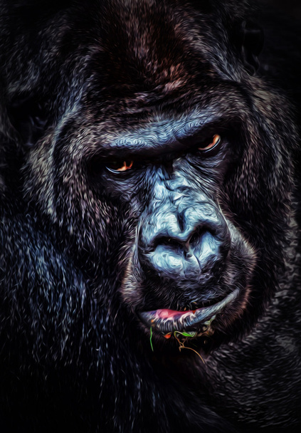 vihainen Gorilla muotokuva
 - Valokuva, kuva