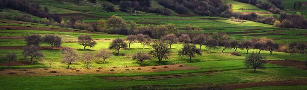 apple orchard on the hills in early spring - Photo, Image