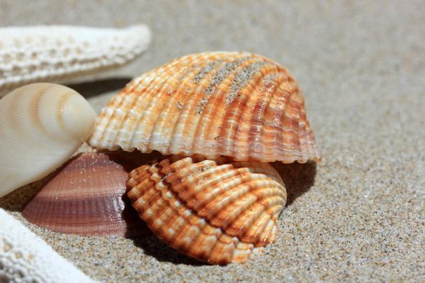 Sea shells - Zdjęcie, obraz