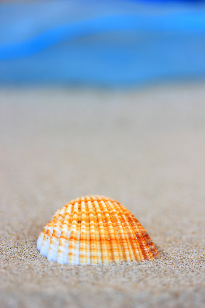 Seashell on sandy beach - Zdjęcie, obraz
