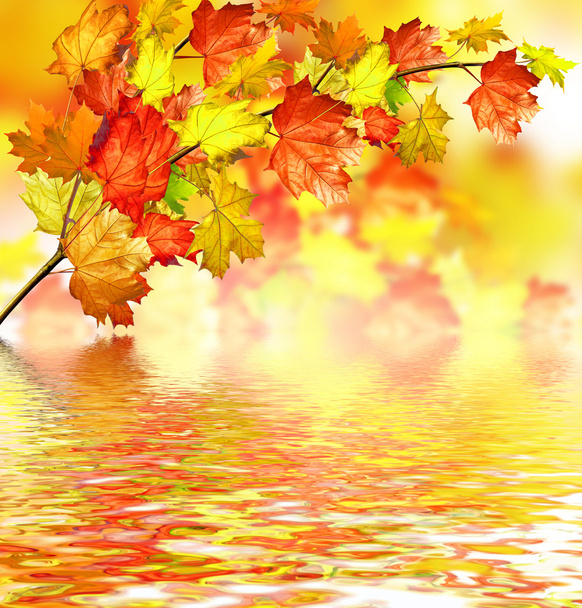Follaje otoñal. Hojas de arce de otoño multicolor
. - Foto, Imagen